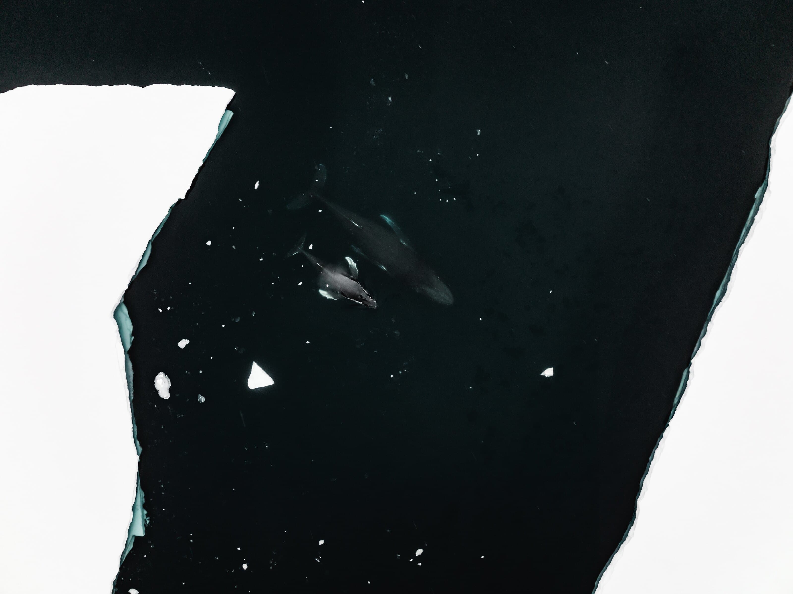 LINX hero · whales between ice flows